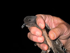 Light. StormyPetrel